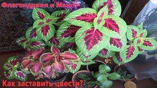 Как заставить цвести манго и флегондравию? А вот так. @ЮтубФейкмейкер