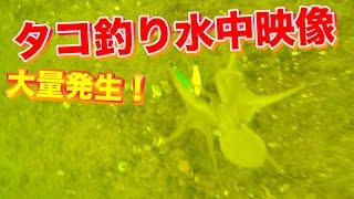 これは勉強になる！絶好調のタコ釣り水中映像凄いシーンが撮影できた。