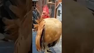 Bodybuilder Chicken #shorts #shortvideo #funny