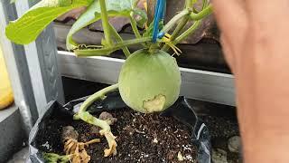 Penting ini cara menyeleksi bakal buah melon agar buah dapat tumbuh besar dan berkualitas