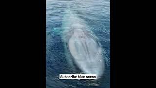 The moment a blue whale attacks a fishing boat