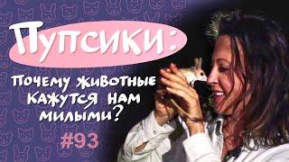 Пупсики: почему животные кажутся милыми? // Всё как у зверей #93
