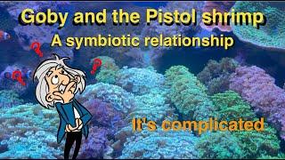 Goby and the Pistol shrimp - A symbiotic relationship. It's complicated.