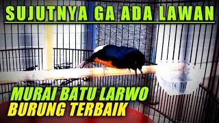 SUJUTNYA GA ADA LAWAN‼️kenapa murai batu larwo adalah burung terbaik