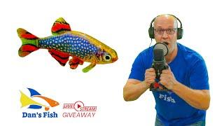 Ep 336 Celestial Pearl Danio GIVEAWAY