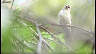 Save the sparrows: How to build a nest with Rakesh Khatri