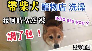 扯️帶柴犬去洗澡，店員居然拿另隻柴犬還給我？｜柴犬柚醬 醬拔頻道｜