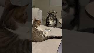 My dog argues with the cat #dog #dogs #husky #huskies #cat #cats