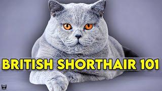 British Shorthair Cat 101 - Learn EVERYTHING About Them!!