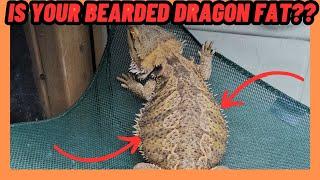 YOUR BEARDED DRAGON IS FAT! OR IS IT?