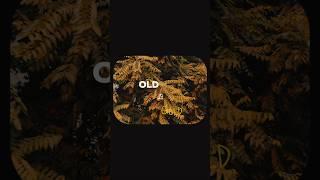 OLD IS GOLD INSTAGRAM TRENDING AESTHETIC REEL EDITING ️‍🩹 #instagram #trending #capcut #edit