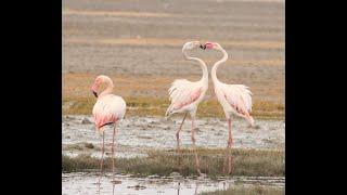 Flamingo | Greater Flamingo | Migratory Bird