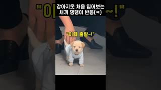 "분명 강아지 옷이 맞는데.." 처음 입어보는 댕댕이의 예상치 못한 반응