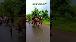 #horserace #horseracing #horse  #sharyat #horseriding #ytshorts #shortvideo #viralshort #shorts