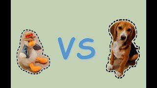 Puppy Beagle vs Talking Duck (with funny captions)