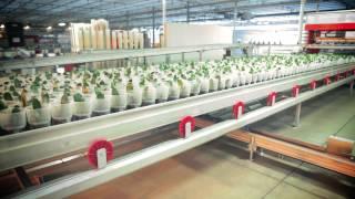 Just Add Ice Orchids Grading & Sorting System