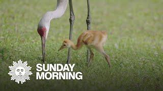 Nature: Sandhill cranes and their chicks