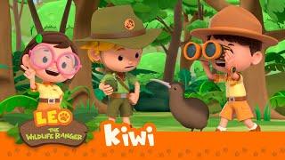 Kiwi | What is the kiwi looking for? | Leo the Wildlife Ranger | Animation for Kids