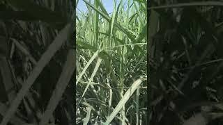 86002.sugarcane plot.