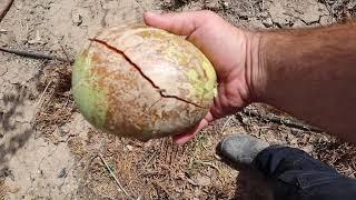 Bael Fruit Cracked Open - Exotic Mediterranean Fruit Orchard (Aegle marmelos)