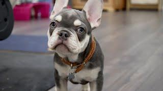 Aries -Lilac and Tan French Bulldog Stud Service (C3 Clear)