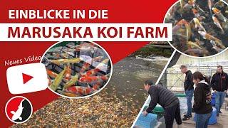 Einblicke in die Marusaka Koi Farm!