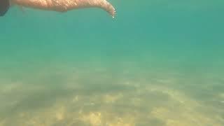 Schnorcheln im Hotel TRENDY ASPENDOS BEACH August 2022 Urlaub Sonne Türkei Sonne Schwimmen Fische
