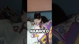 социологи выяснили..#мурка#котик#юмор#шортс#2025 .