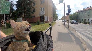 Cycle around Lake Balaton with NALA cat (Pt1)