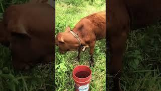 #cow  #farming #jamaica #island #redpole #bloodline #beef #patty #food. All they is care #animal