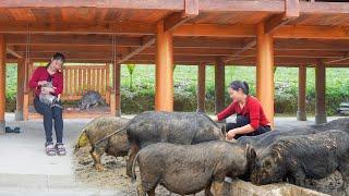 Taking Care of Livestock on the Farm – Peaceful Daily Life & Living Close to Nature