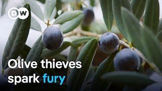 Criminal gangs exploiting the olive oil crisis in Spain | DW Documentary