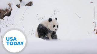 Pandas play in the fresh snow at the Smithsonian's National Zoo | USA TODAY