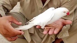 Parrot Talking white Parrots Green