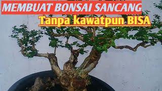 Hasil program bahan Bonsai Sancang tanpa kawat @MAHABBAH CHANNEL