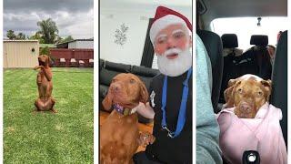 Vizsla dog  ||  Vizsla best videos 2022  #vizsla  #vizslas