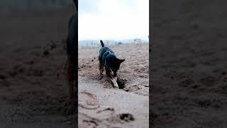 Dog Lovers ️ || :) #youtube #shorts #dog #like #blackedits