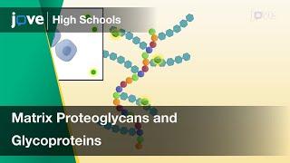 Matrix Proteoglycans and Glycoproteins | Cell Bio | Video Textbooks - Preview