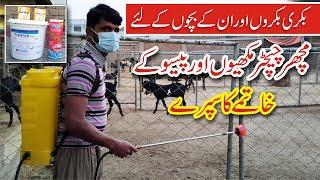 How To Spray Your Goats | بکری بکروں اور ان کے بچوں کےلئے مچھر چیچٹرمکھیوں اور پیسوکے خاتمے کا سپرے