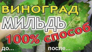 Мильдью на винограде? Обработка винограда от болезней весной, летом и осенью. 100% эффект Триходерма