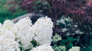 Tracy’s Front Garden Tour - End July, 2020