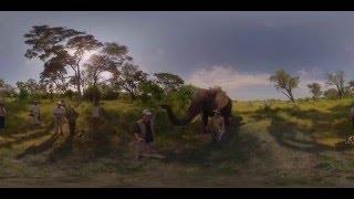 360 4K Video Elephant walk, Oculus Rift VR - Photos of Africa