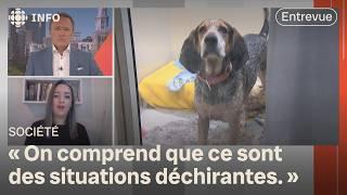 Déménagements : hausse des abandons d'animaux  | D'abord l'info