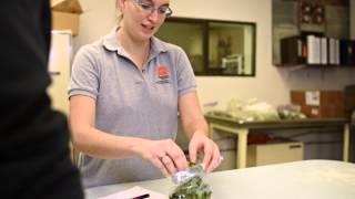Detecting Plant Diseases in the Lab