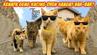 Kenapa Geng Kucing Oren Sangat  Barbar? Ternyata Ini Fakta Kucing Oren yang Jarang Terungkap