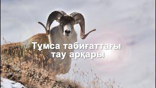 Тұмса тибиғаттағы тау арқары