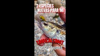 2 ESPECIES NUEVAS PARA MI #tropicaltrout #guabina   #truchatropical #pescadeportiva #pesca