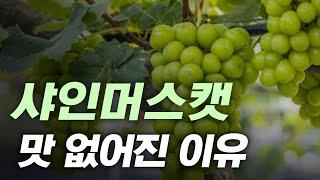 왜 요즘 샤인머스캣은 맛이 없을까?