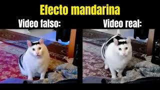 Efecto Mandarina de Gato que dice "Huh" Meme