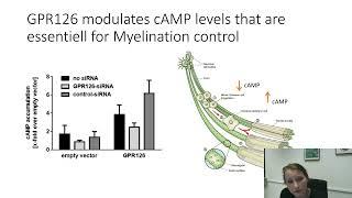 How to Wake a Giant - Concepts of Adhesion GPCR Activation and their Potential Therapeutic...